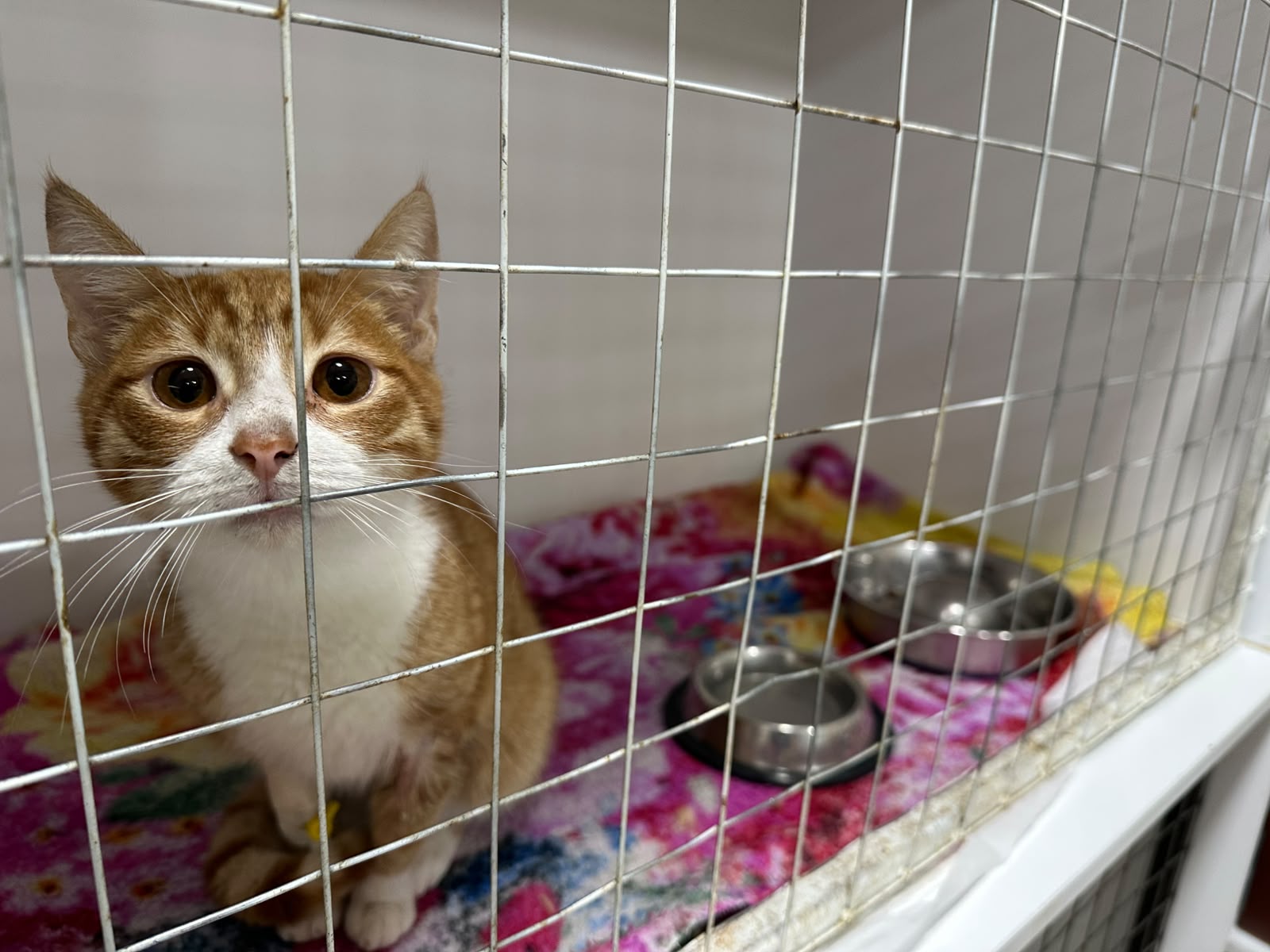 Mace nën kujdesin e klinikës PetLand në Prizren